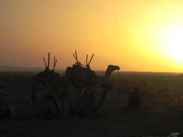 Camels in the sunset