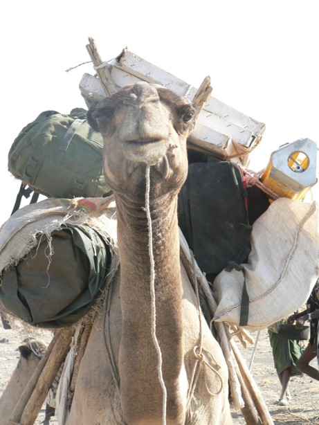 Pack camel