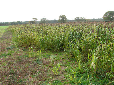 Soil fertility is dependent on the chemical compostion and textural properties of the soil