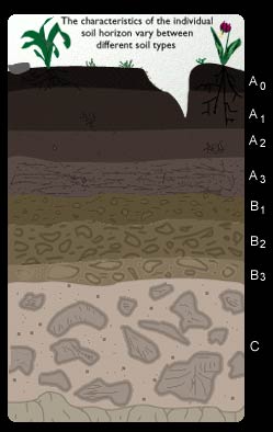 There are a number of layers, or horizons, in all soils