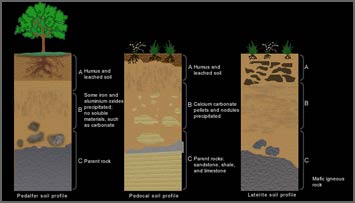 Most soils have A, B and C horizons in some form