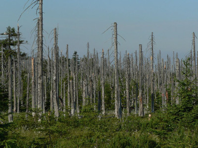 The effect of acid rain on vegetation can be devastating.