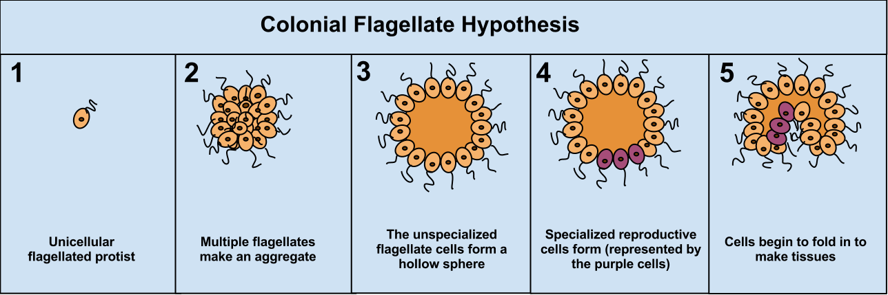 Colonial flagellate theory