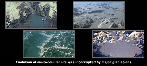 Evolution of multi-cellular life was interrupted by major glaciations
